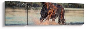 Obraz - Biegnący koń (170x50 cm)