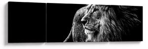 Obraz - Lew (170x50 cm)