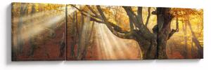 Obraz - Jesienny świt (170x50 cm)