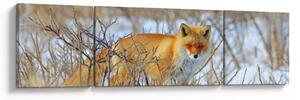 Obraz - Lis (170x50 cm)