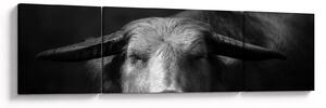 Obraz - Krowa (170x50 cm)