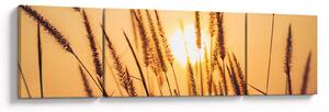Obraz - Trawa w słońcu (170x50 cm)