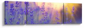 Obraz - Lawenda (170x50 cm)