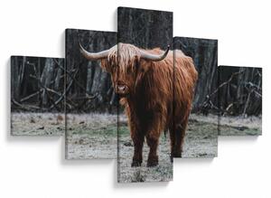 Obraz - Szkocka krowa 2 (125x70 cm)
