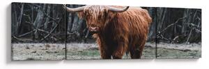 Obraz - Szkocka krowa 2 (170x50 cm)