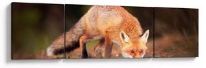 Obraz - Lis w lesie (170x50 cm)