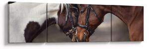 Obraz - Zakochane konie (170x50 cm)