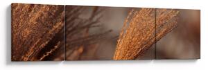 Obraz - Kortaderia (170x50 cm)