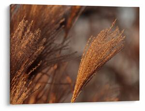 Obraz - Kortaderia (70x50 cm)