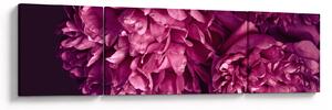 Obraz - Kwiaty piwonii (170x50 cm)