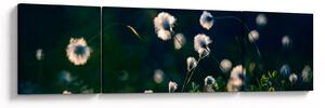 Obraz - Trawa (170x50 cm)