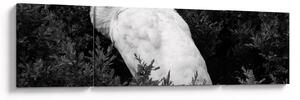 Obraz - Paw, czarno - biały (170x50 cm)