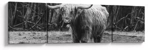 Obraz - Szkocka krowa 3, czarno - biały (170x50 cm)