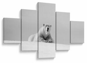 Obraz - Niedźwiedź polarny, czarno - biały (125x70 cm)
