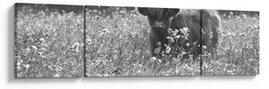 Obraz - Szkocka krowa 5, czarno - biały (170x50 cm)