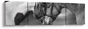 Obraz - Zakochane konie, czarno - biały (170x50 cm)