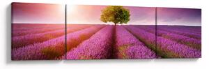 Obraz pola z lawendą (170x50 cm)