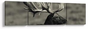 Obraz - Jeleń (170x50 cm)