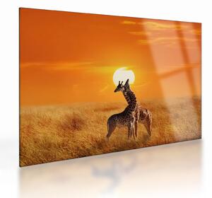 Obraz na szkle - Żyrafy w Parku Narodowym Serengeti (70x50 cm)