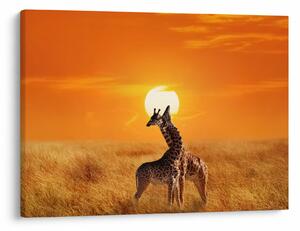 Obraz - Żyrafy w Parku Narodowym Serengeti (70x50 cm)