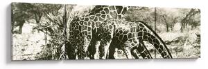 Obraz - Żyrafy, vintage (170x50 cm)