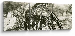 Obraz - Żyrafy, vintage (z zegarem) (90x30 cm)
