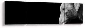 Obraz - Słoń (170x50 cm)