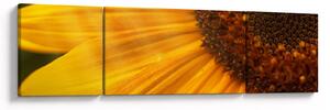 Obraz - Słoneczniki (170x50 cm)