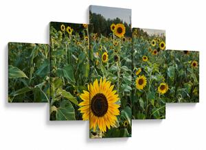 Obraz - Sunflower Field II. (125x70 cm)