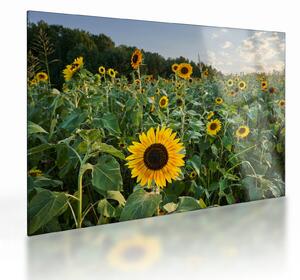 Obraz na szkle - Sunflower Field II. (70x50 cm)
