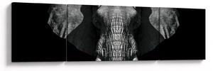 Obraz - Słoń na czarnym tle (170x50 cm)