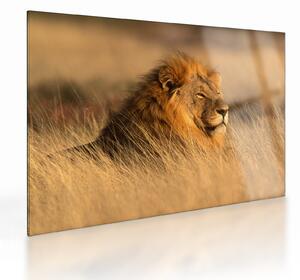 Obraz na szkle - Park Narodowy Etosha (70x50 cm)