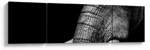 Obraz - Kły słonia (170x50 cm)