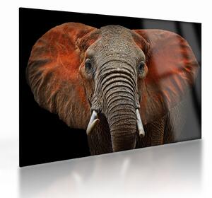 Obraz na szkle - Słonie z Tsavo (70x50 cm)