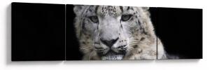 Obraz - Snow Leopard (170x50 cm)