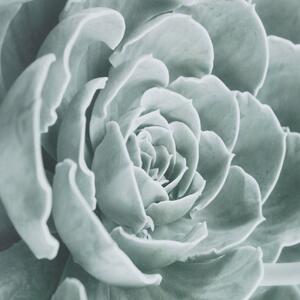 Obraz Succulents I 40x50cm
