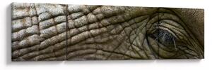 Obraz - Zbliżenie na stare oko słonia (170x50 cm)