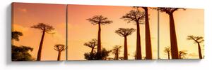 Obraz - Zachód słońca w Baobab Alley (170x50 cm)