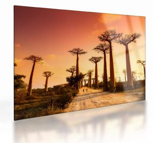 Obraz na szkle - Zachód słońca w Baobab Alley (70x50 cm)