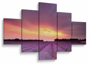 Obraz - Pole lawendy (125x70 cm)