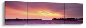 Obraz - Pole lawendy (170x50 cm)