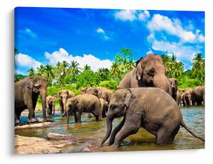 Obraz - Słonie, Sri Lanka (70x50 cm)