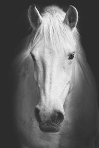 Fotografia Portrait of a white horse, kasto80