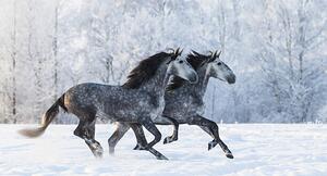 Fotografia Two running grey Purebred Spanish horses, Abramova_Kseniya