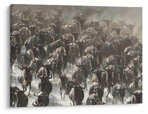 Obraz - Stado antylop gnu (70x50 cm)