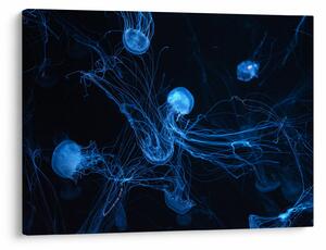 Obraz - Meduza (70x50 cm)