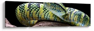 Obraz - Grzechotnik Waglera (170x50 cm)