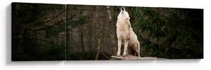 Obraz - Wycie wilka (170x50 cm)