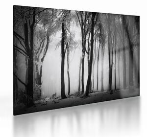 Obraz na szkle - Wilk w ciemnym lesie (70x50 cm)