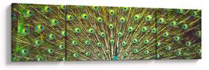 Obraz - Paw (170x50 cm)